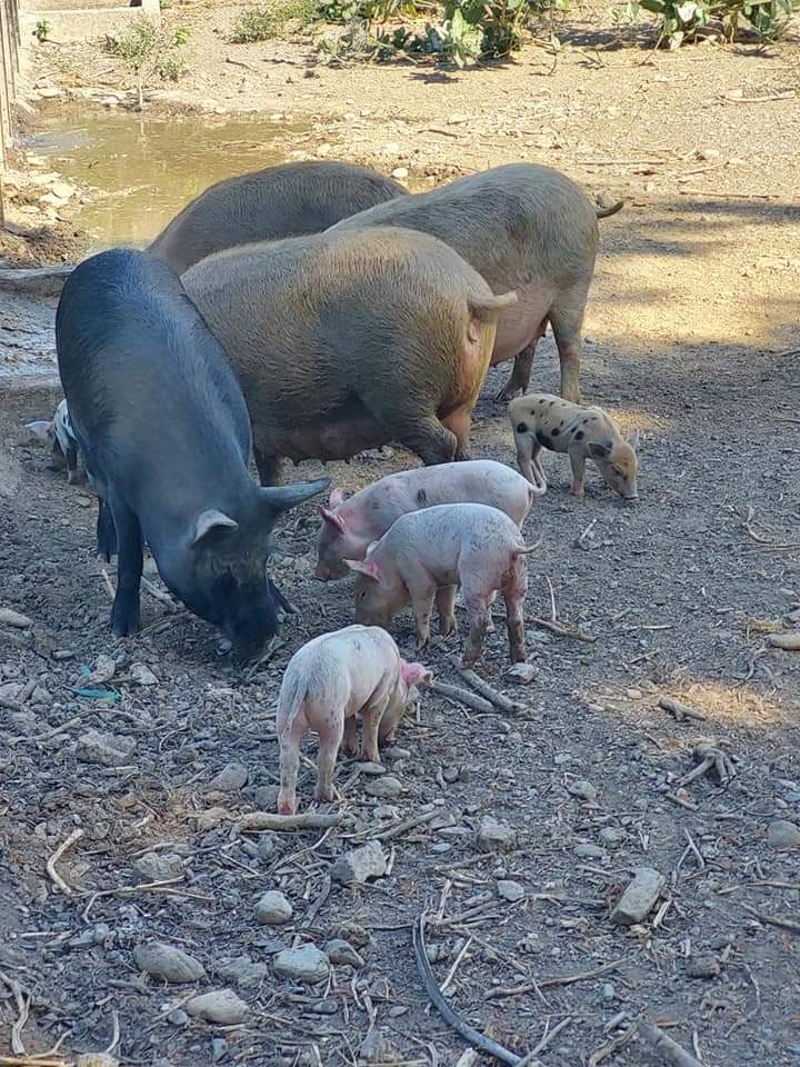 Pigs at Klibur Domin